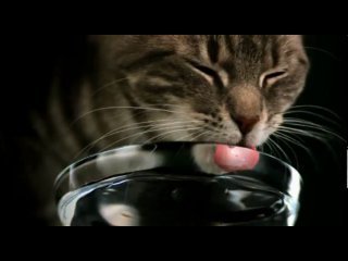 Wiskas Cat (Drinking Water)